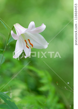 美麗盛開的小百合 116684453