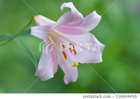 Beautiful blooming Sayuri Beautiful blooming Sayuri 116684459