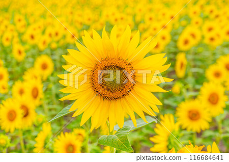 Summer flower Sunflower 116684641