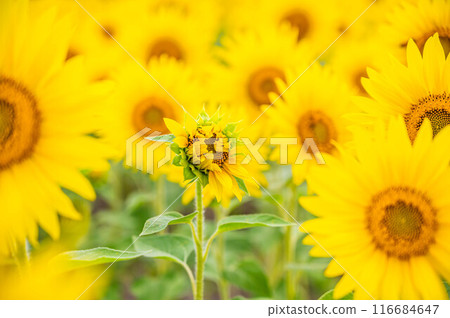 Sunflower field bud Sunflower field bud 116684647