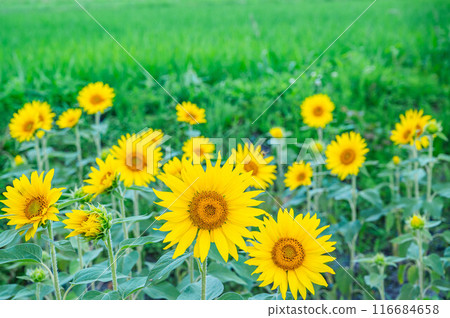 夏天的向日葵和田園風光 116684658