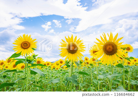 夏天的藍天和向日葵田安曇野 夏天的藍天和向日葵田安曇野 116684662