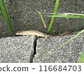 Handsome Lizard 116684703