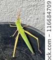 Beautiful grasshopper 116684709