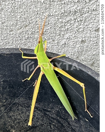 Beautiful grasshopper 116684709