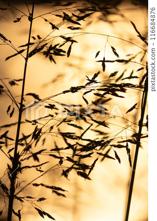 Weeds on the water surface 116684876