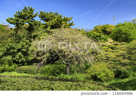 三溪園和三溪園是橫濱市清新的綠色風景區。 116684966