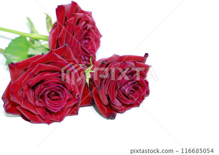 Rose flower on white background Rose flower on white background 116685054