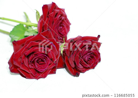 白色背景上的玫瑰花 白色背景上的玫瑰花 116685055