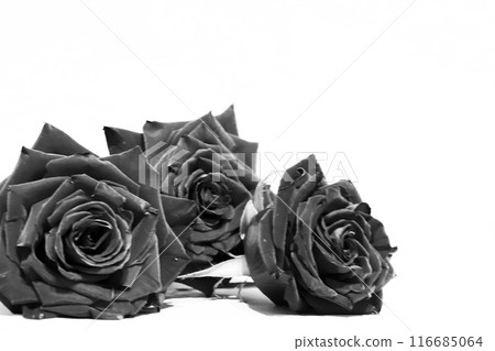 Rose flower on white background 116685064