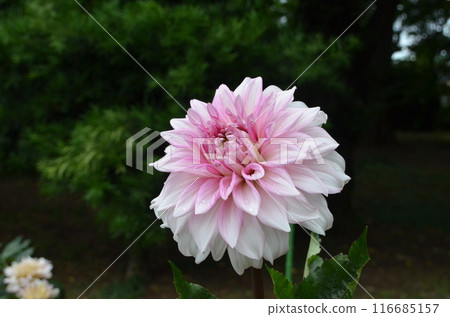 Pink Dahlia 116685157