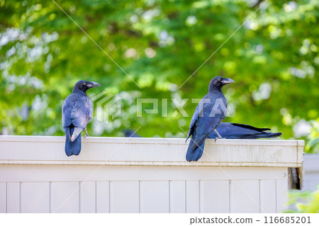 長嘴烏鴉斜視 116685201