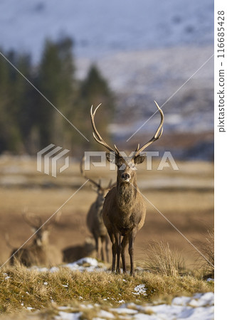 Red Deer stag Red Deer stag 116685428
