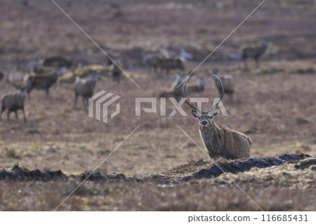 Red Deer stag 116685431