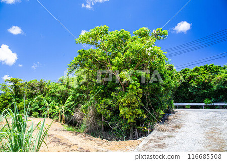 夏天的藍天和植物 116685508