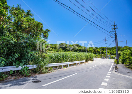 沖繩甘蔗田和道路 116685510
