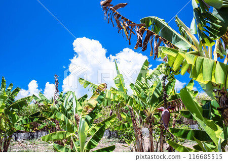 Tropical blue sky and subtropical plants Tropical blue sky and subtropical plants 116685515