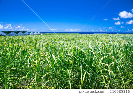 Sugar cane field and sea 116685516