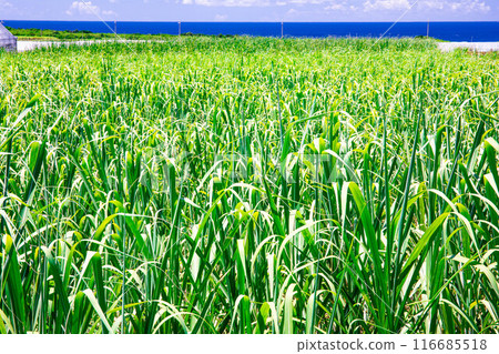 Sugar cane field and sea Sugar cane field and sea 116685518