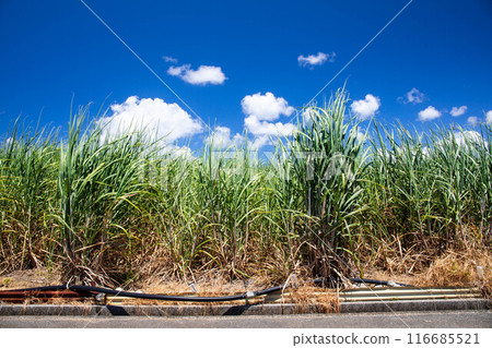 Blue sky, clouds and sugarcane fields Blue sky, clouds and sugarcane fields 116685521