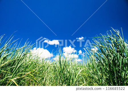 Sugarcane field Sugarcane field 116685522