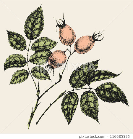Wild rose flowers drawing and sketch with pointillism on white backgrounds. Vintage illustration of branch with rosehip fruits and leaves. Wild rose flowers drawing and sketch with pointillism on white backgrounds. Vintage illustration of branch with rosehip fruits and leaves. 116685555