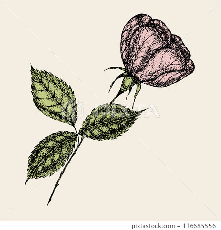 Wild rose flowers drawing and sketch with pointillism on white backgrounds. Vintage illustration of wild rose flower with leaves Wild rose flowers drawing and sketch with pointillism on white backgrounds. Vintage illustration of wild rose flower with leaves 116685556