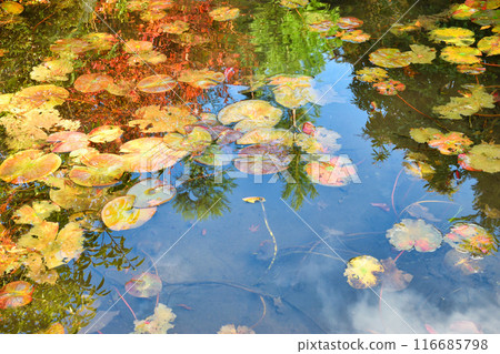 大原實光院舊立學院庭園 美麗的秋天庭園（京都市左京區） 116685798