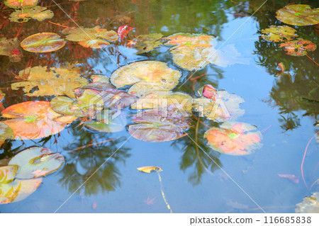 大原實光院舊立學院庭園 美麗的秋天庭園（京都市左京區） 116685838