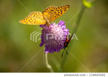 Two butterflies share the same flower Two butterflies share the same flower 116685892