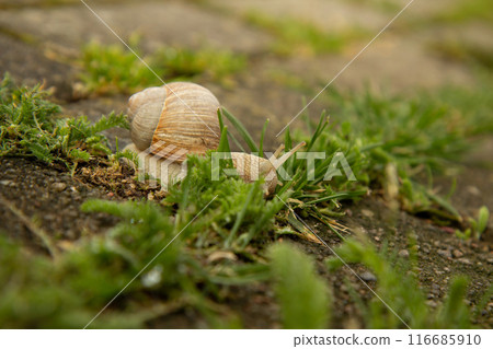 a big grape snail brown snail creeps on a long snag a big grape snail brown snail creeps on a long snag 116685910