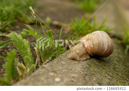 The Burgundy or edible snail crawls on the ground with green moss.In nature, the grape snail lives on average 7-8 years, but often can live up to 20 years The Burgundy or edible snail crawls on the ground with green moss.In nature, the grape snail lives on average 7-8 years, but often can live up to 20 years 116685912