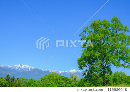 Fresh greenery and the Northern Alps [Ikeda Town, Kitaazumi District] 116686048