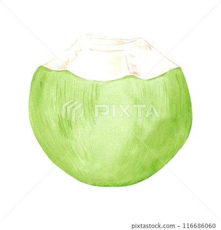 Hand drawn watercolor tropical green coconut isolated on white background. Can be used for post card, label, scrapbook and other printed products. 116686060