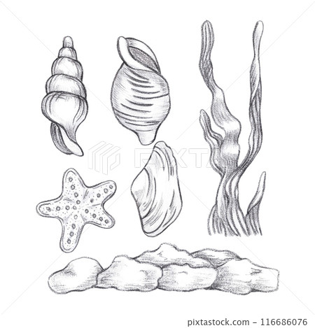Hand drawn black pencil set of seashells and seaweed composition isolated on white background. Marine illustration can be used for card, label, invitation and other printed products. 116686076