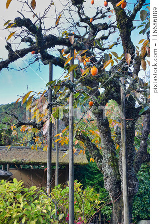 大原實光院舊立學院庭園 美麗的秋天庭園（京都市左京區） 116686089