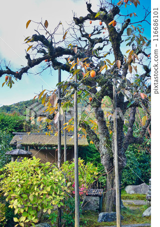 大原實光院舊立學院庭園 美麗的秋天庭園（京都市左京區） 116686101