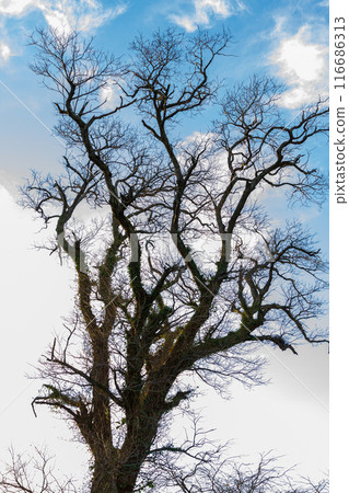 Scenery along the Tenryuu Hamanako Railway in Hongo, Kakegawa City, Shizuoka Prefecture 116686313