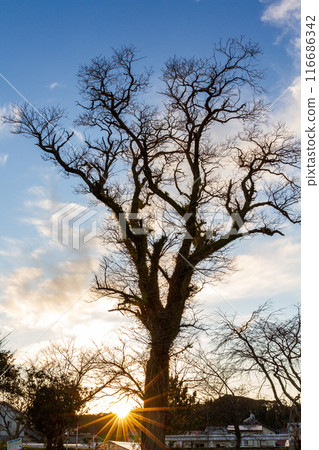 Scenery along the Tenryuu Hamanako Railway in Hongo, Kakegawa City, Shizuoka Prefecture 116686342