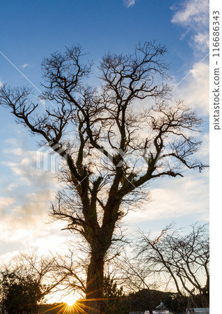 Scenery along the Tenryuu Hamanako Railway in Hongo, Kakegawa City, Shizuoka Prefecture 116686343