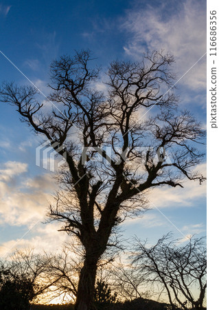Scenery along the Tenryuu Hamanako Railway in Hongo, Kakegawa City, Shizuoka Prefecture Scenery along the Tenryuu Hamanako Railway in Hongo, Kakegawa City, Shizuoka Prefecture 116686356