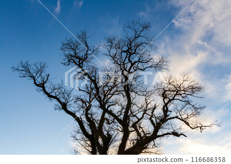 Scenery along the Tenryuu Hamanako Railway in Hongo, Kakegawa City, Shizuoka Prefecture Scenery along the Tenryuu Hamanako Railway in Hongo, Kakegawa City, Shizuoka Prefecture 116686358