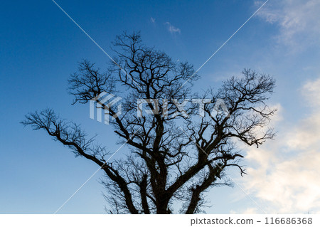 Scenery along the Tenryu Hamanako Railway in Hongo, Kakegawa City, Shizuoka Prefecture Scenery along the Tenryu Hamanako Railway in Hongo, Kakegawa City, Shizuoka Prefecture 116686368