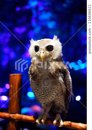 owl in the night 116686621