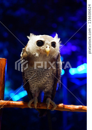 owl in the cage 116686624