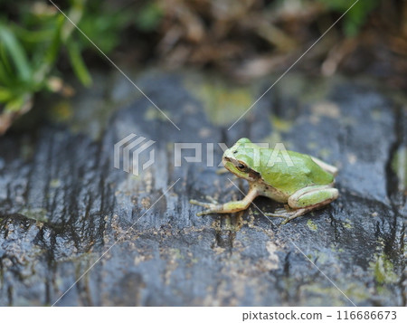 Frog standing on a wet stone 116686673