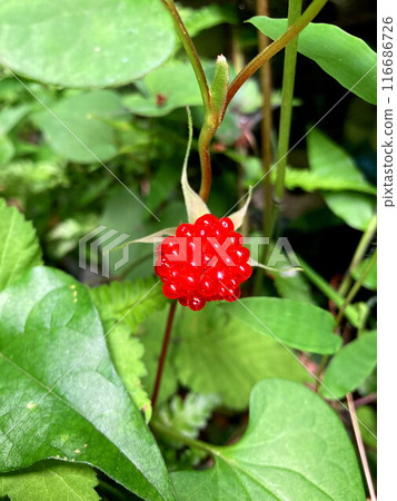 美味的草一鄉水果 116686726