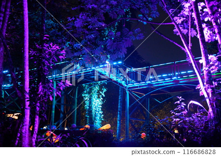 colorful of tree in the forest colorful of tree in the forest 116686828