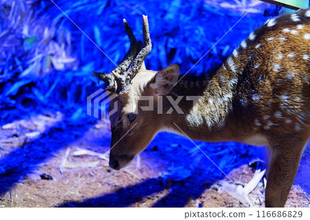 brown deer in the park brown deer in the park 116686829