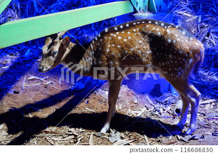 deer in the zoo deer in the zoo 116686830
